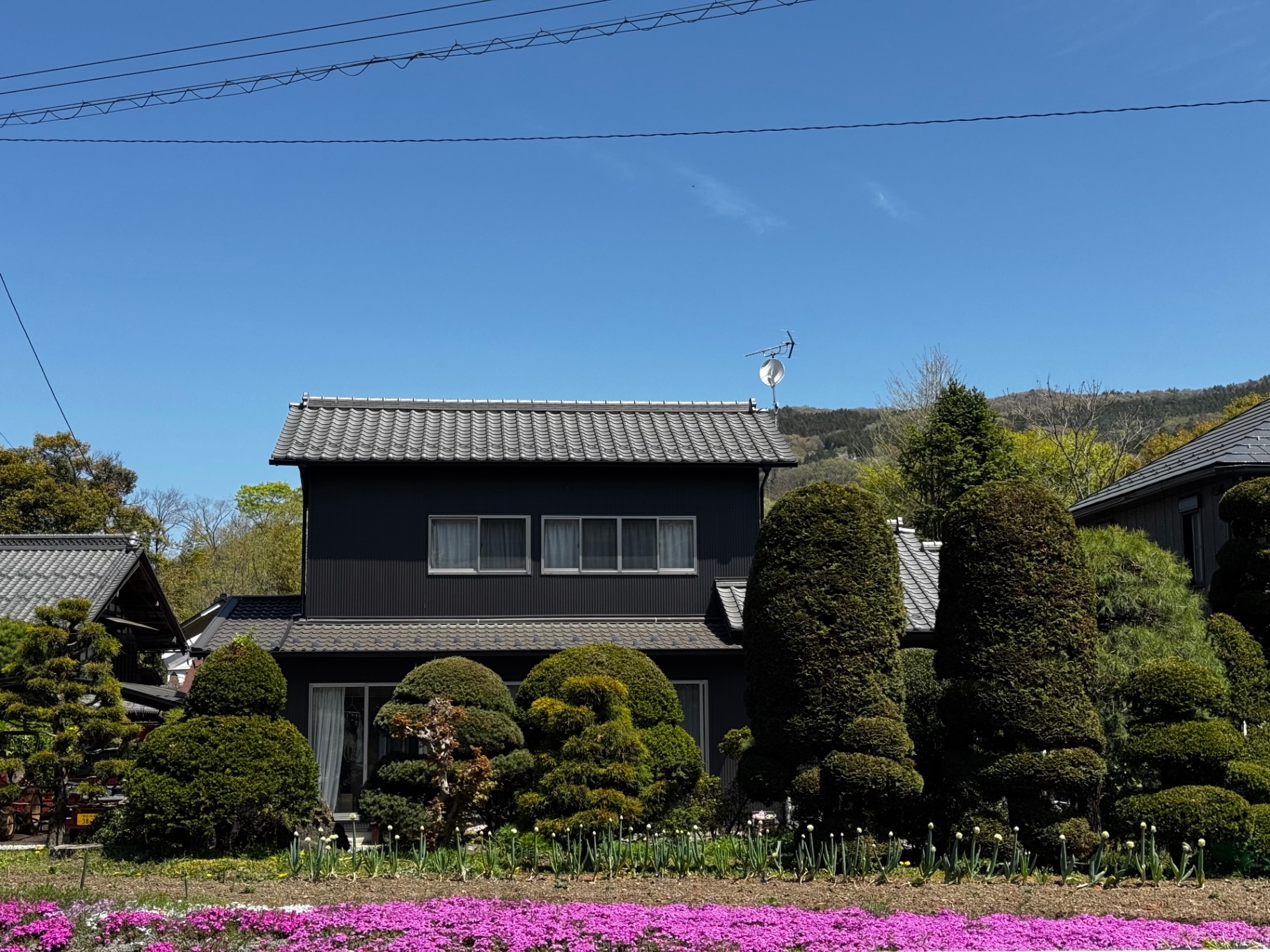 Japanisches Haus mit kunstvoll geschnittenen Gartenbäumen und rosa Blumenfeld davor