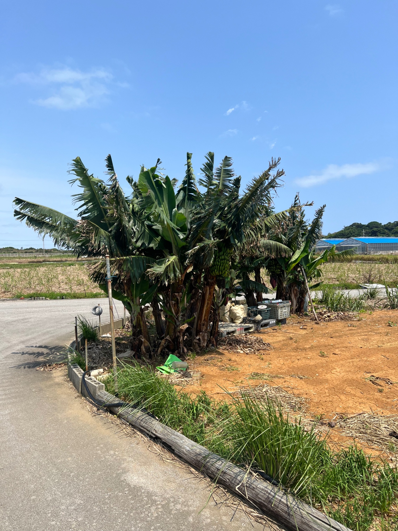 Bananenstauden mit reifenden Früchten an einer Landstraße auf Okinawa