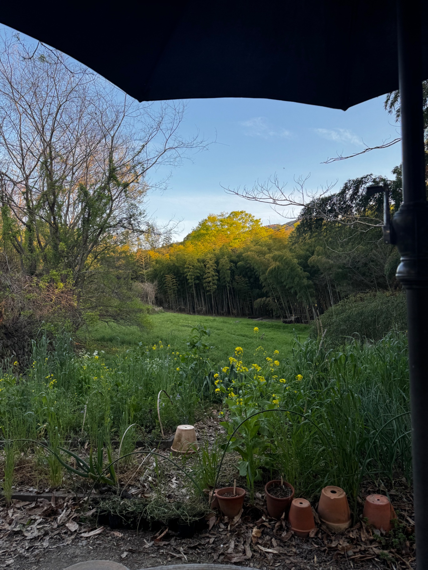 Blick aus dem Garten unter einem Sonnenschirm auf Bambuswald und Frühlingswiese