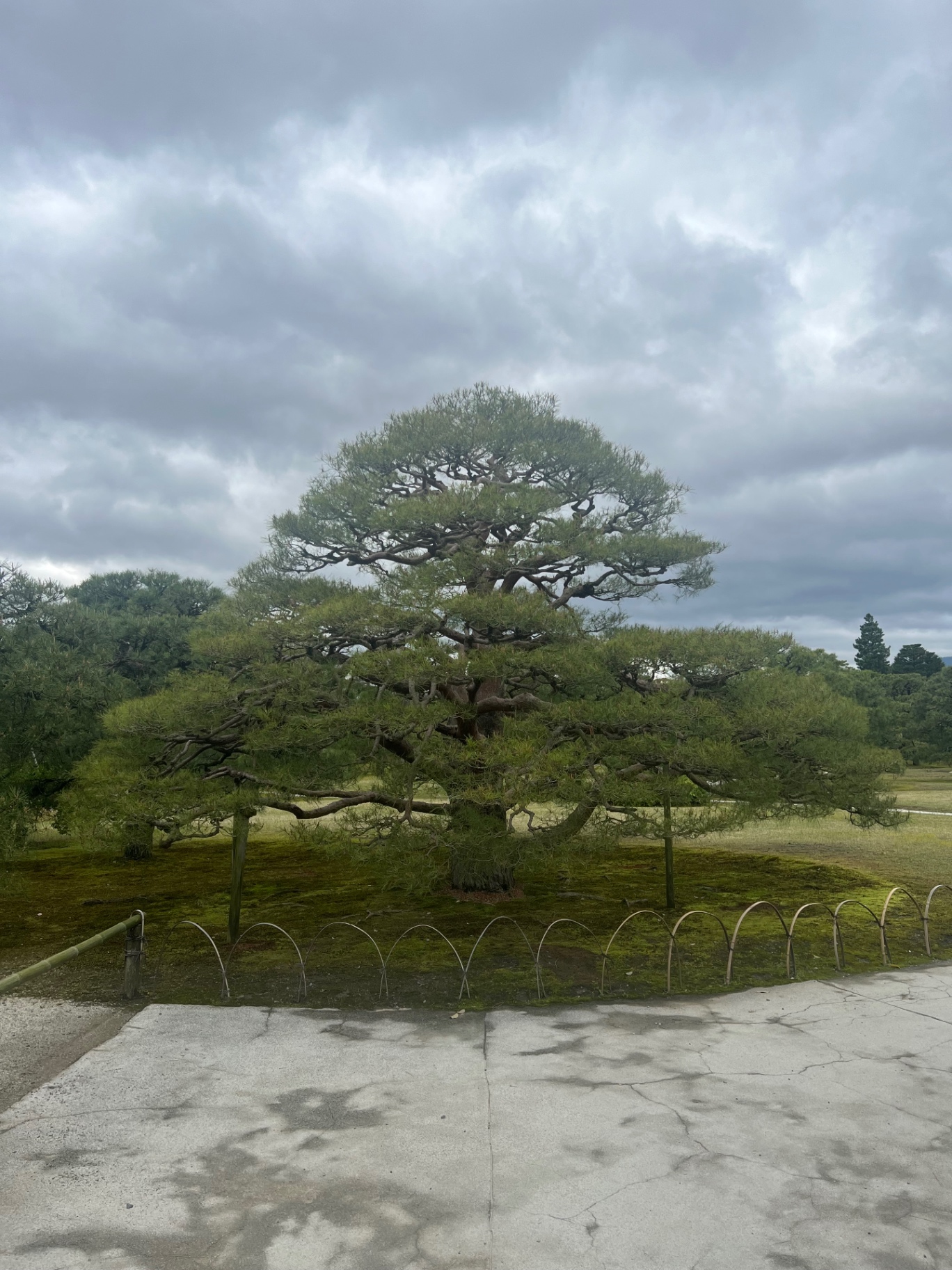 Große, kunstvoll gewachsene Kiefer auf moosigem Boden in einem japanischen Park